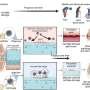 Hydrogel developed for use in slowing or stopping early stages of osteoarthritis