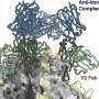 A chain reaction: HIV vaccines can lead to antibodies against antibodies